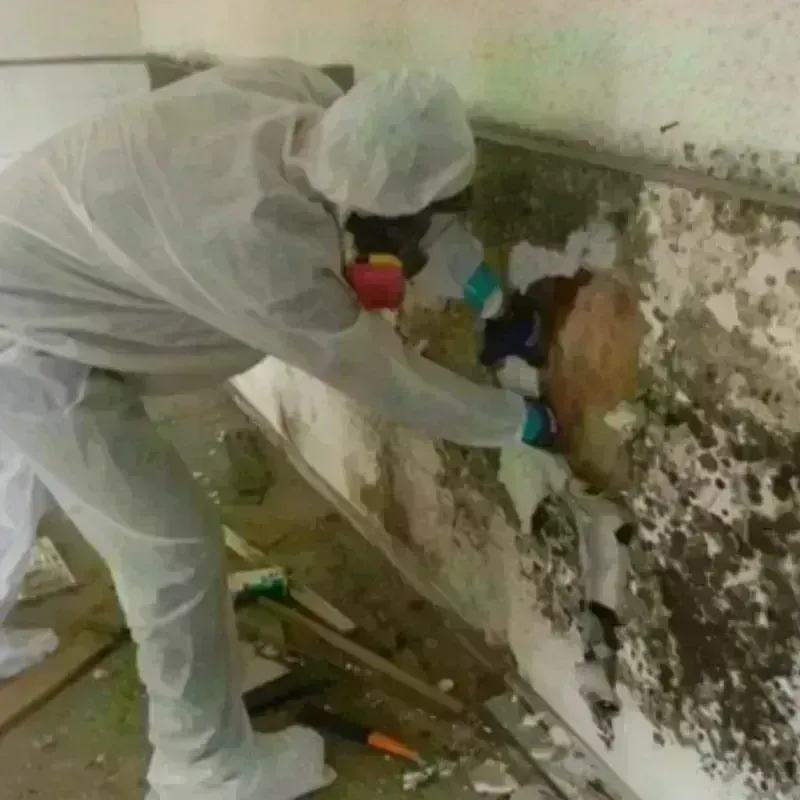 Mold Remediation and Removal in Boca Pointe, FL